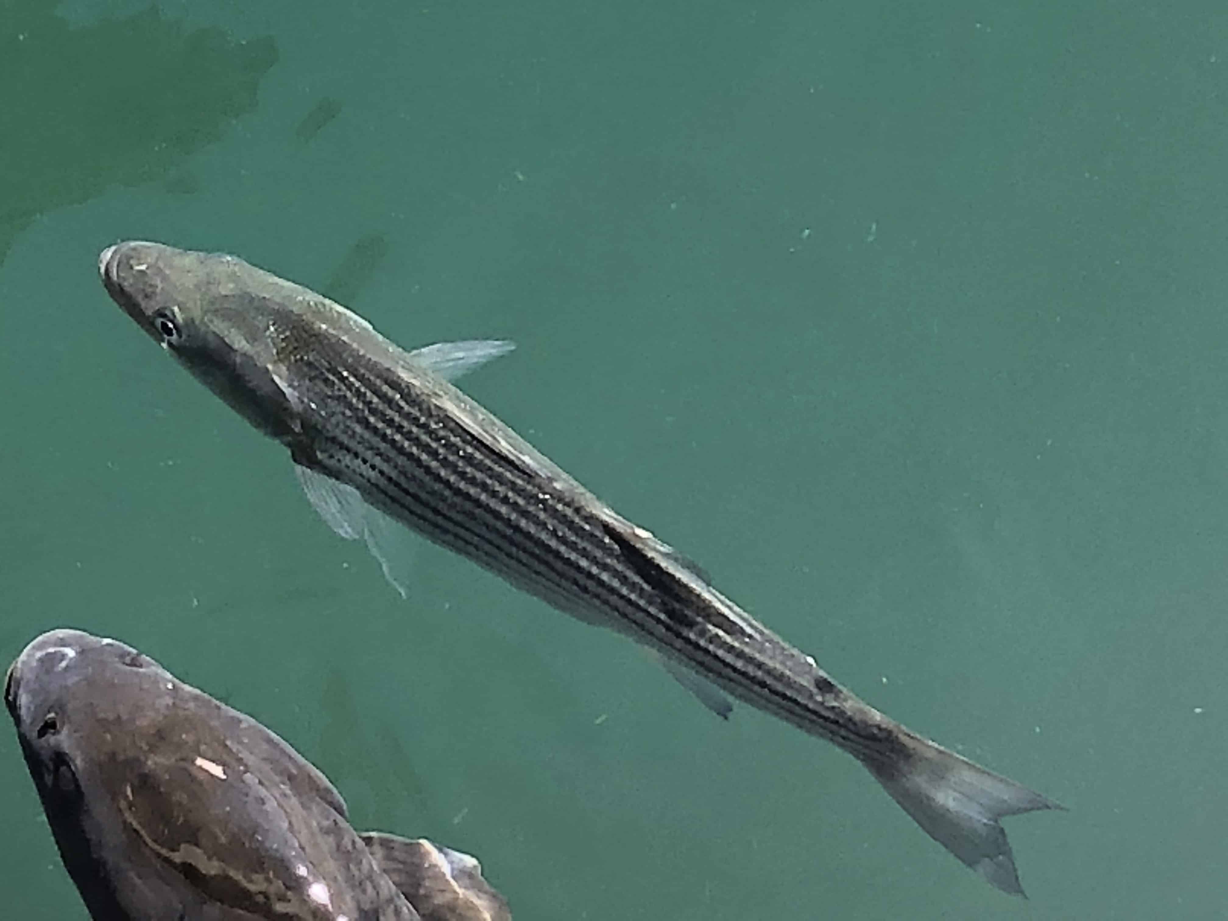 Striper on the lake