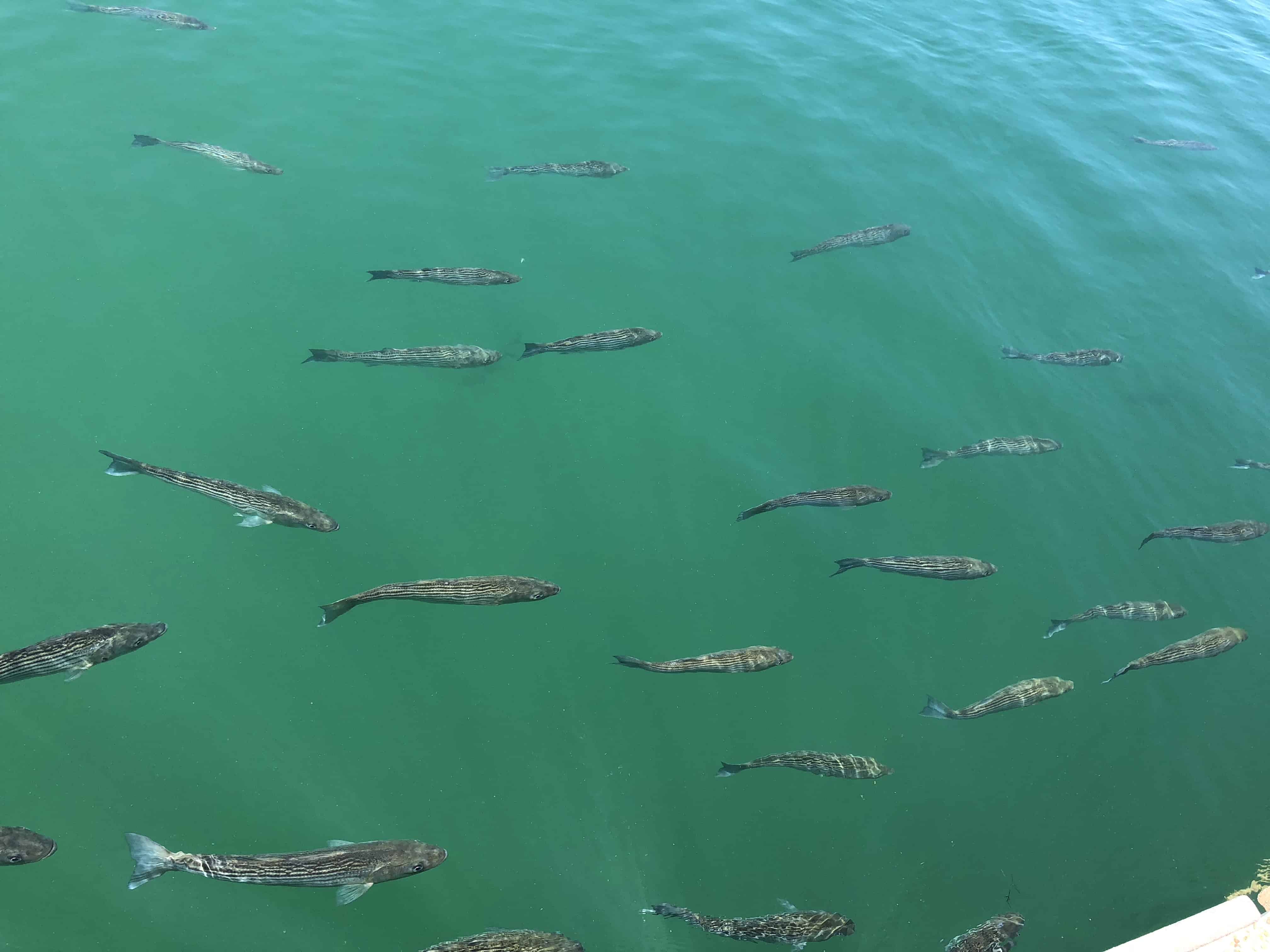 Where To Fish For Striped Bass in San Francisco