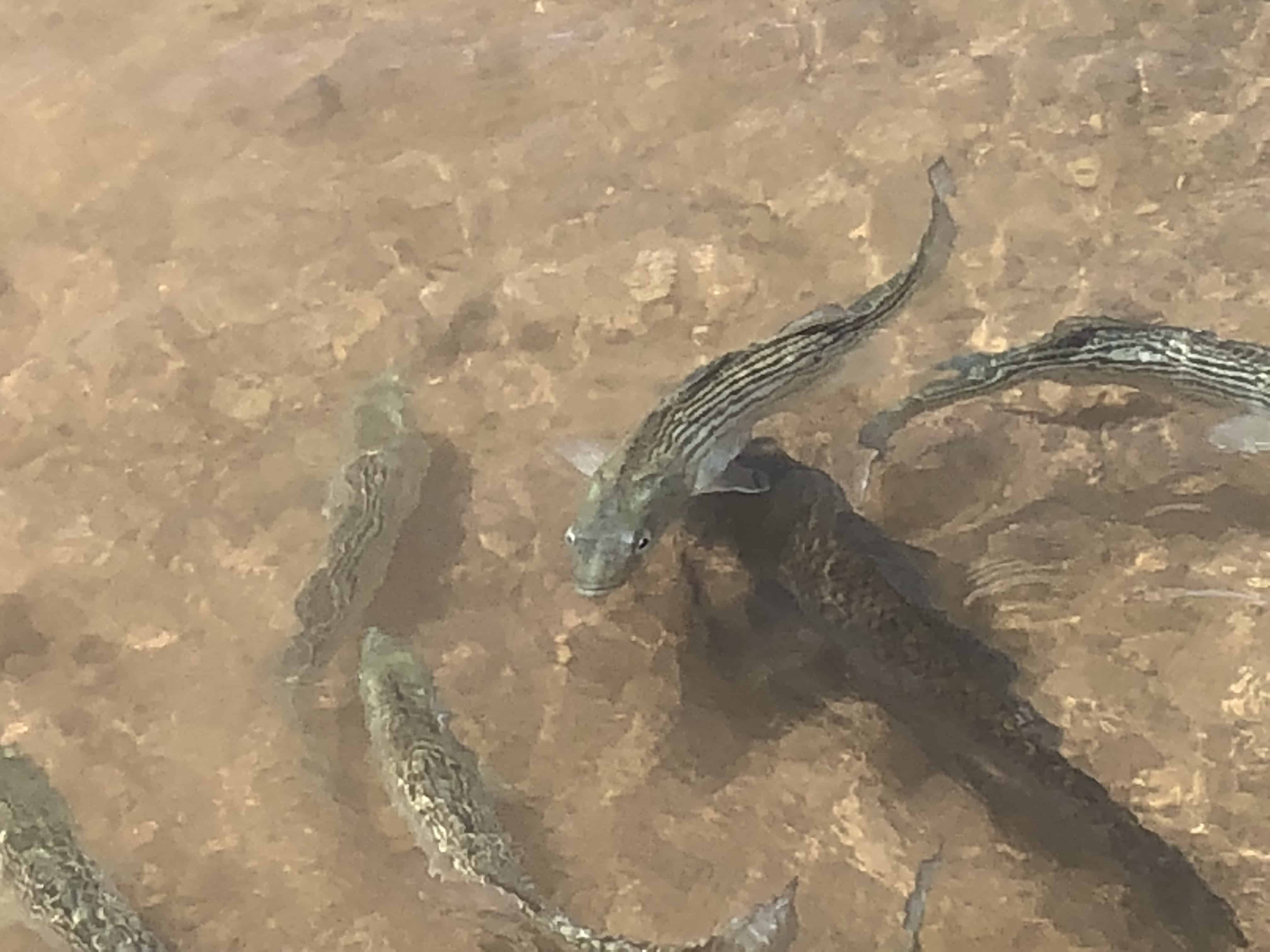 Striped bass and carp