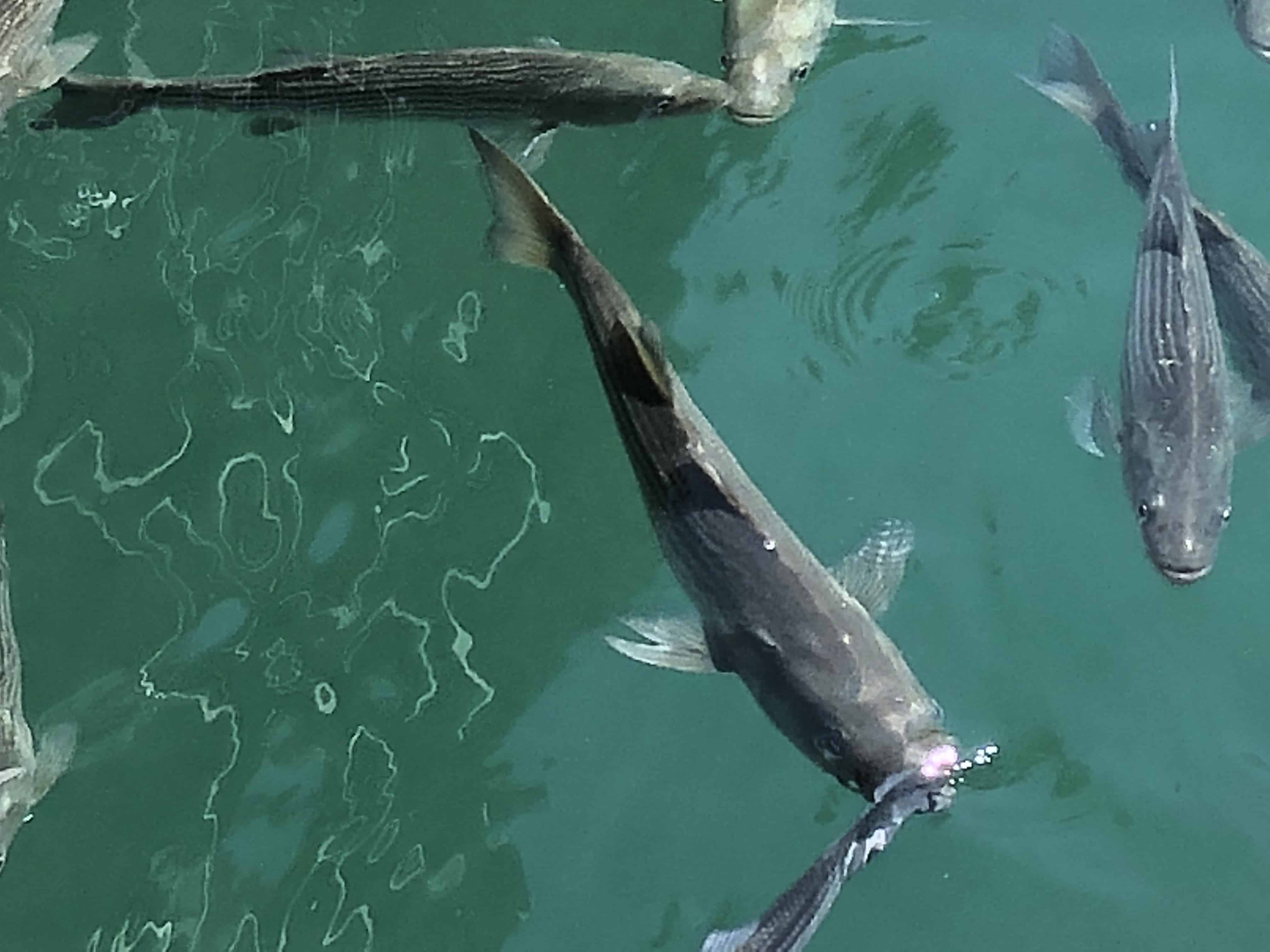 Tennessee Striped Bass Fishing Regulations