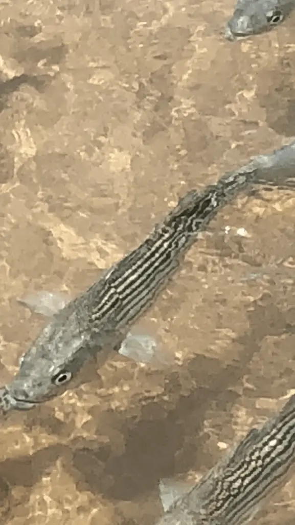 Striper in shallow water