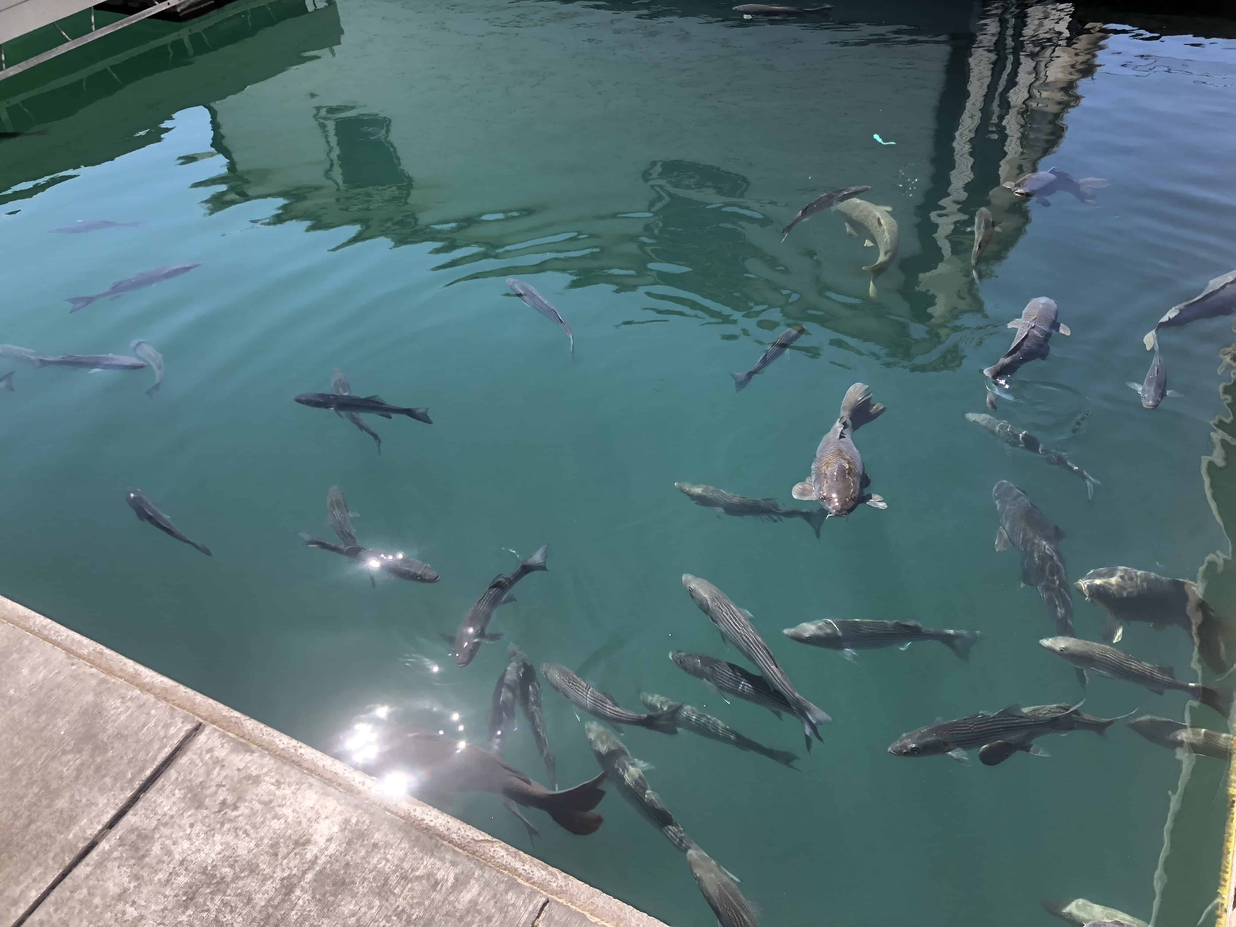 Striped Bass Fishing For Beginners (Dummies)