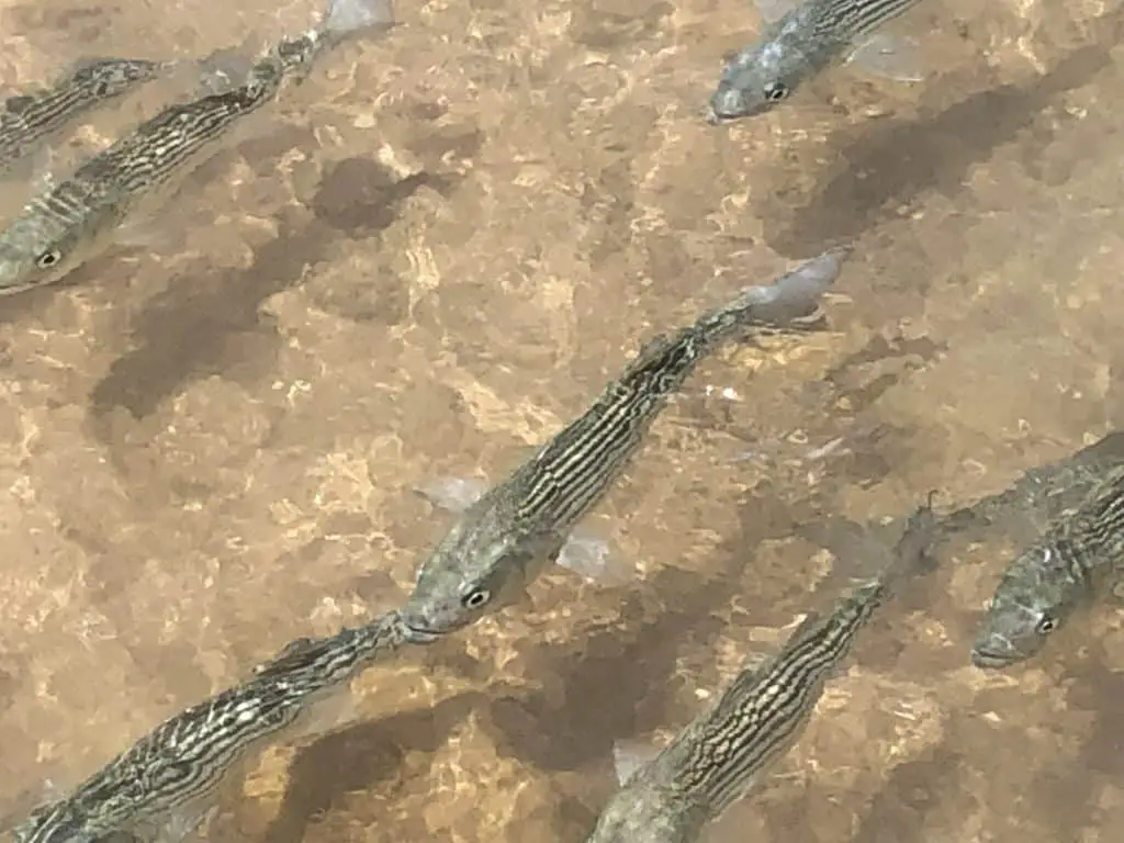 striped bass schooling