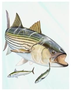 Should I Use Whole Fish As Bait For Striped Bass?