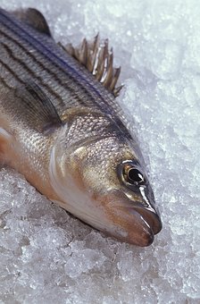 Hybrid Striped Bass