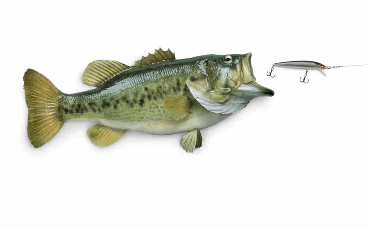 Where To Fish For Bass In The Spring