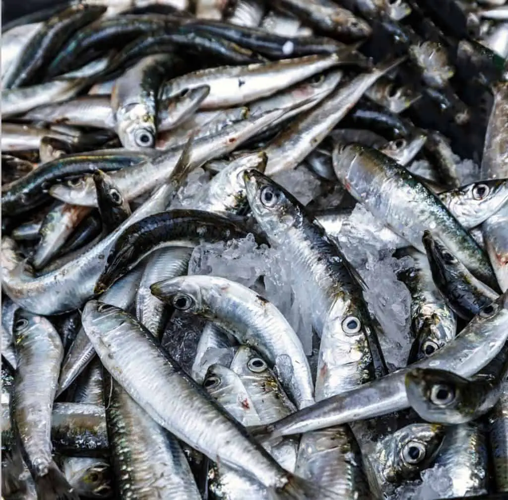 How to salt anchovies for bait