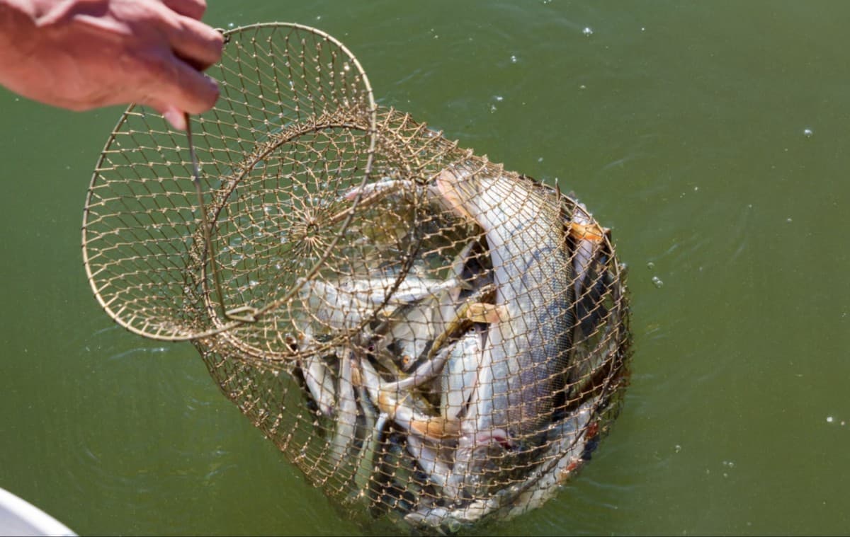 How To Make a Fishing Stringer