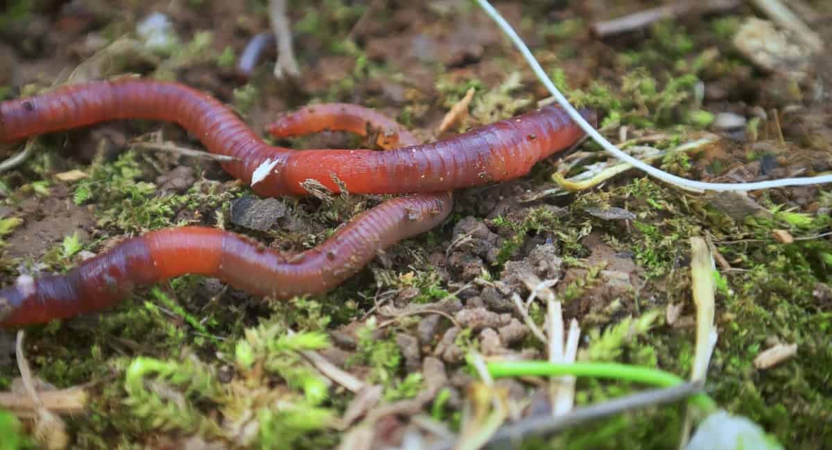 What Do Fishing Worms Eat?