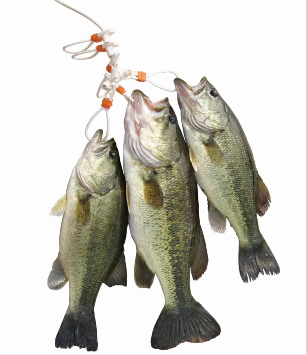 Are Bass Easy To Catch