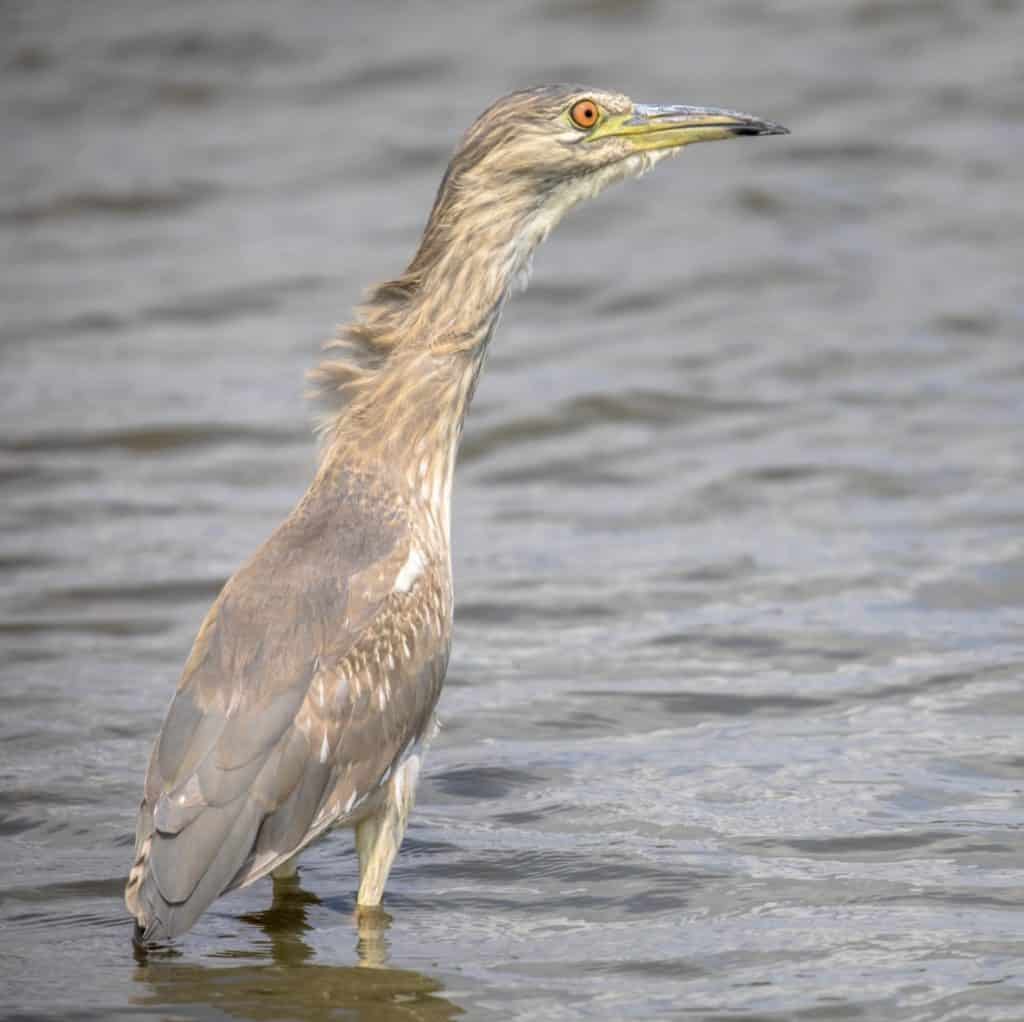 Oklahoma bird