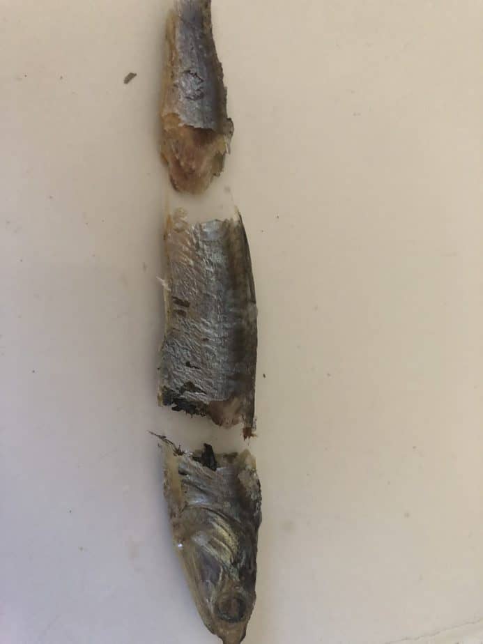 Fishing With Anchovies