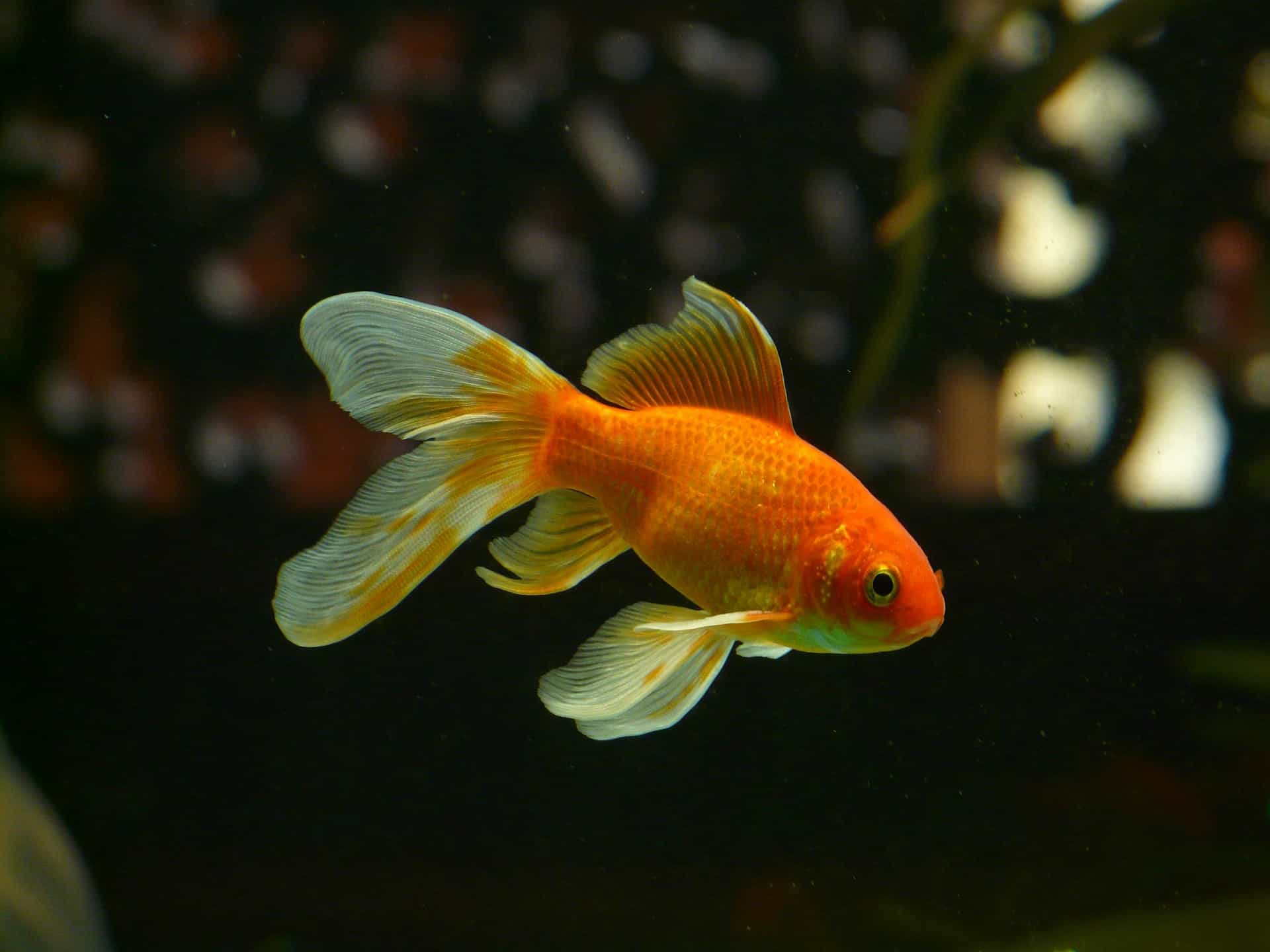 What Human Foods Can Fish Eat?
