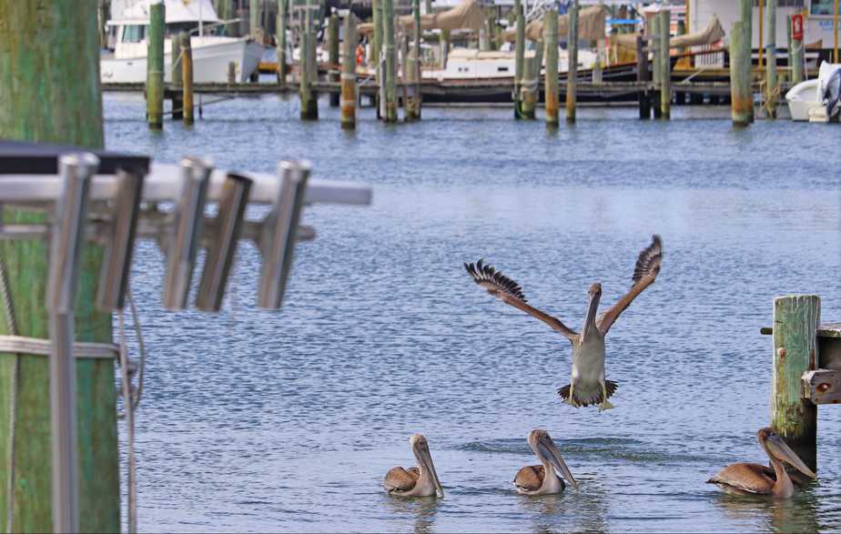 Fishing The Outer Banks Of North Carolina