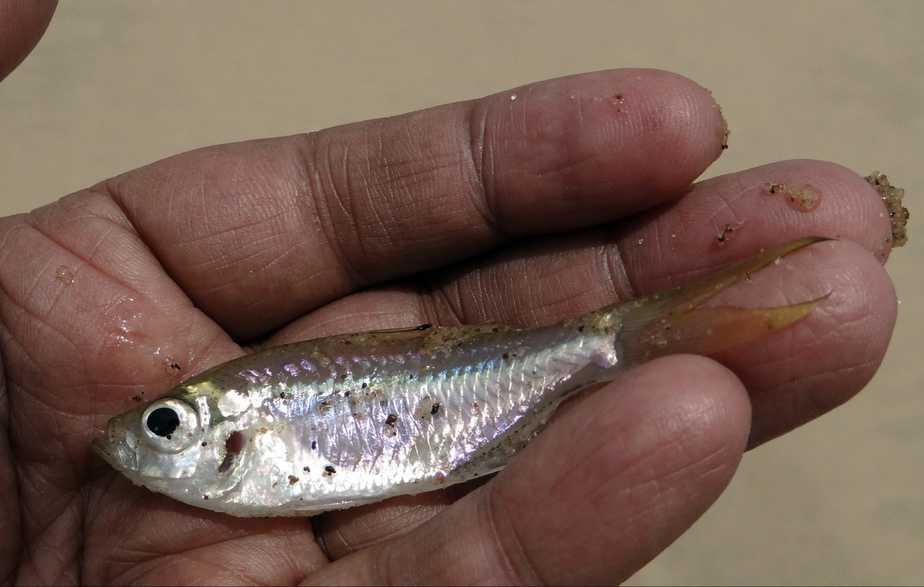 Best Bait for Longnose Gar
