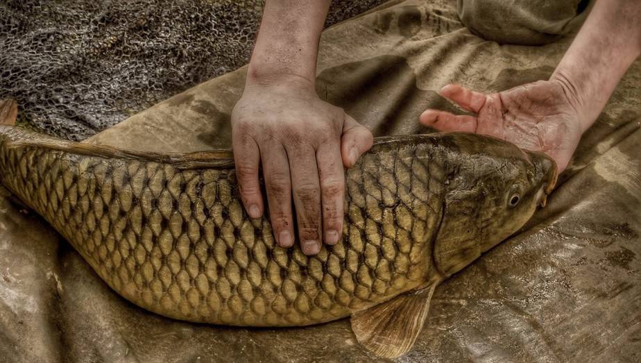 Can You Fish For Carp at Night?