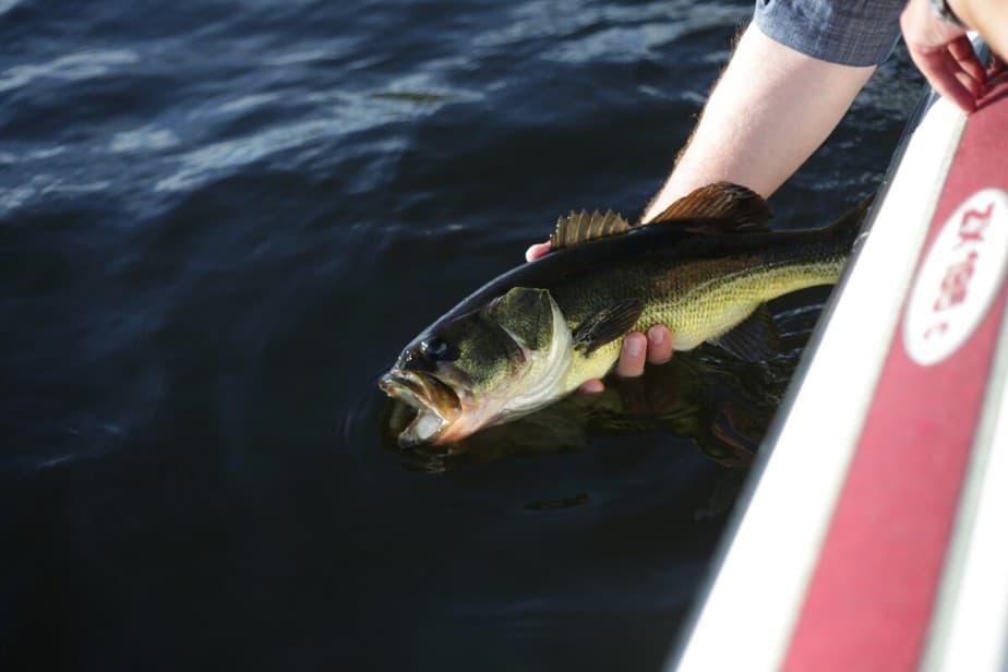 Can You Do Bass Fishing at Night?