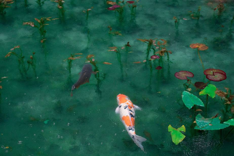 Can You Fish For Koi?
