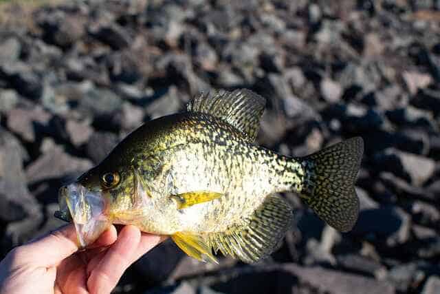 catching crappie with minnows