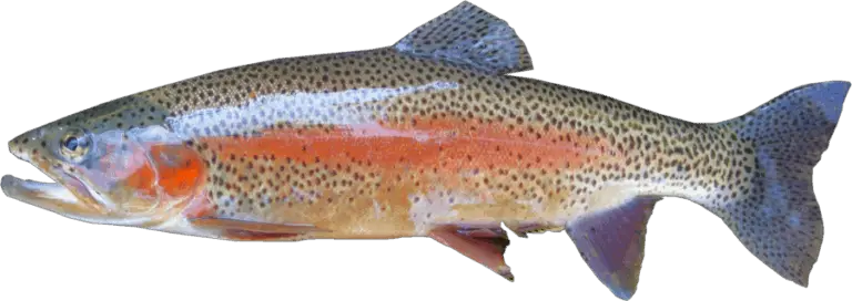 How Can You Tell If A Trout Is Pregnant | Fishin Money- Fishing Tips