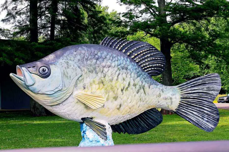 How to fish for crappie with minnows